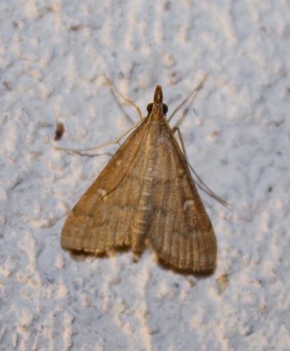 Réf. 218 138 : Dolicharthria punctalis